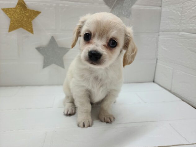 福島県のハーフ犬・ミックス犬 (アミーゴ郡山南店/2025年2月22日生まれ/男の子/クリーム)の子犬